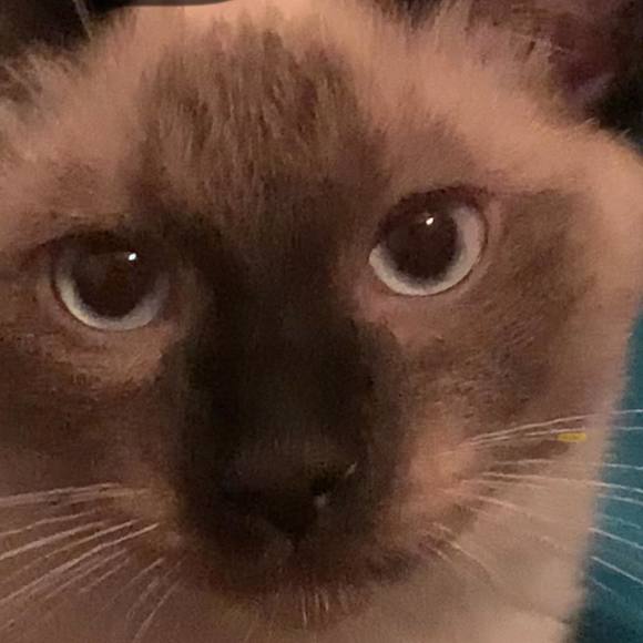 Meet your Posher, Chase - Picture 1 of 1